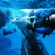 Divers release a seal from marine debris entanglement.
